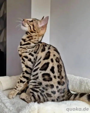 Bezaubernde Bengalkätzchen