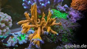 Montipora Bubblegum Korallenableger Meerwasser