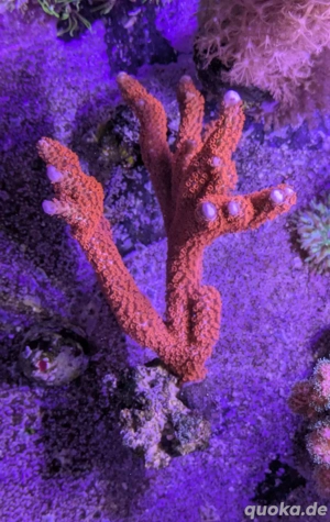 Montipora Bubblegum Korallenableger Meerwasser Bild 2