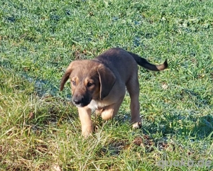 4 kleine Mischlingsrüden suchen neues zu Hause 