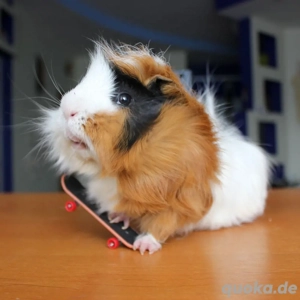 Entzückende Meerschweinchen