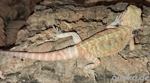 Die letzte. 5 Bartagamen