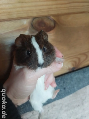 Meerschweinchen abzugeben 