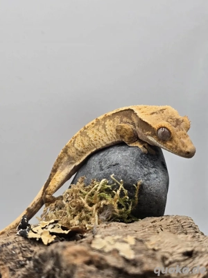 Kronengecko NZ. 2025