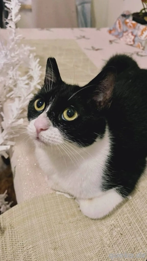 Margo junge Katze sucht ein Zuhause 