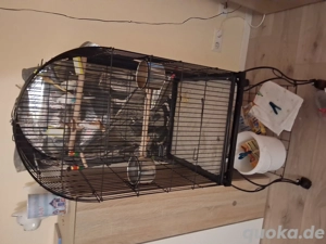 Wellensitiche mit käfig zu verkaufen
