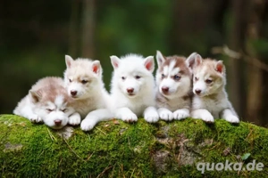 entzückender sibirischer Husky verfügbar