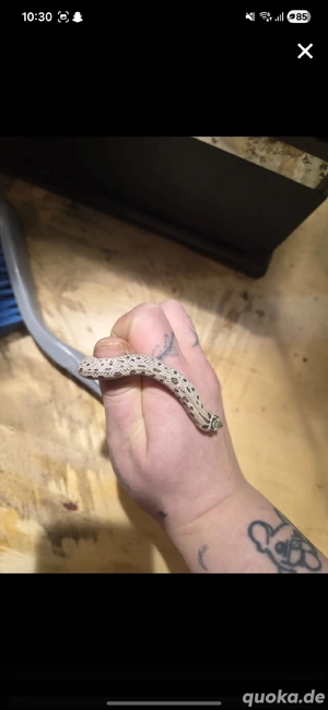 SuperArctic conda 1.1