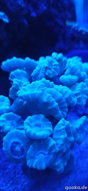 Caulastraea Flötenkoralle Grün