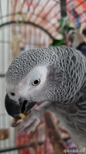 Zwei Graupapageien suchen neues zuhause 