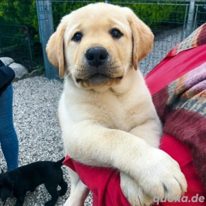 Welpe verfügbar  