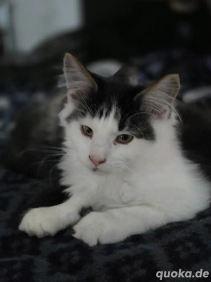 Maine-coon Kater mit Stammbaum 