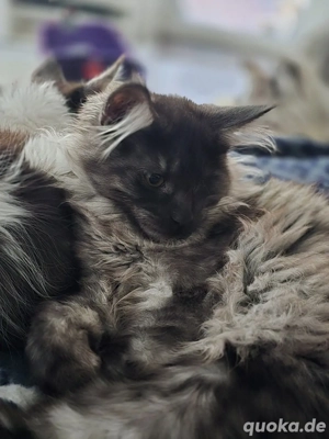 Maine Coon mit kleinem Schönheitsfehler 