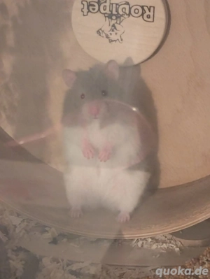 Teddyhamster mit Nagarium