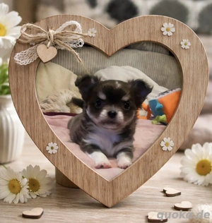 Reinrassiger Chihuahua Welpe in Blue White Tan 
