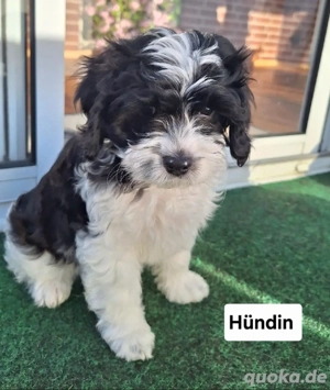 Wunderschöne Cavapoo Welpen abholbereit 