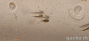 Axolotl babys und eier Bild 2
