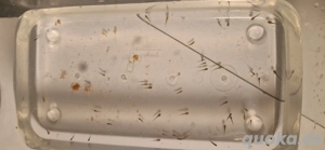 Axolotl babys und eier Bild 3