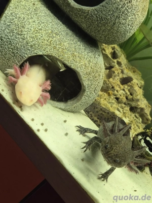 Axolotl babys und eier Bild 4