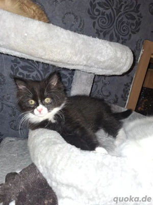 Edelmix Kitten Maine   Coon Britisch Langhaar 