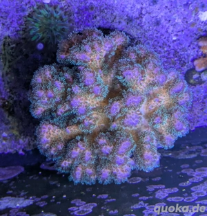 Pocillopora sp. Himbeerkoralle Meerwasser