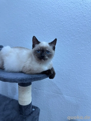 Wunderschöne Siam-Kätzchen in Göttingen zu verkaufen