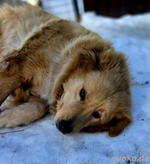 Miorita sucht ein warmes Plätzchen! Bild 6