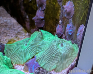 verschiedene Discosoma Sp. Scheibenanemonen Korallen Meerwasser