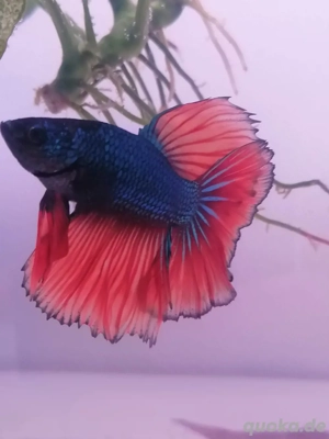 Betta Splendens 
