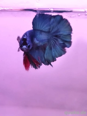 Betta Splendens 