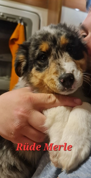 3 Australian Shepherd welpen suchen noch ein Zuhause 