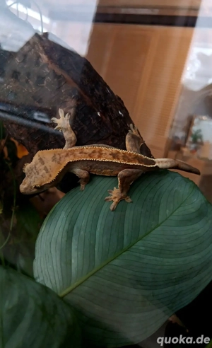 kronengecko weibchen 