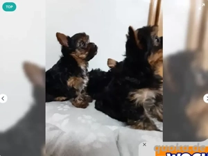 Reinrassige Yorkshire Terrier Welpen verkaufen