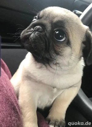 Entzückender männlicher Mops-Welpe abzugeben.