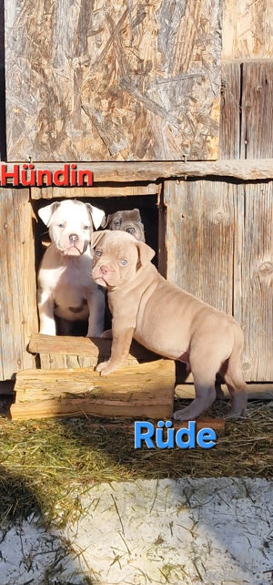 old english Bulldog Welpe Rüde 