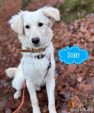 Dobby, wundersüßer Golden Retriever   Mudi Welpe, schon stubenrein