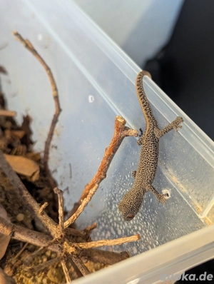 Strophurus taenicauda (Goldschwanzgecko), 1.0 Bild 3