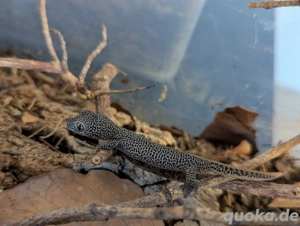 Strophurus taenicauda (Goldschwanzgecko), 1.0 Bild 2