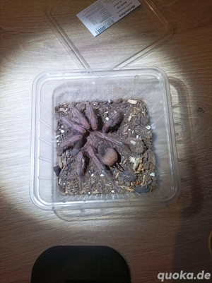 Pamphobeteus machala 