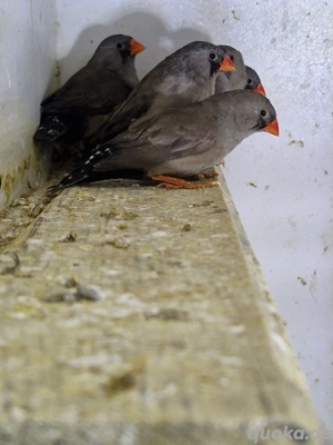 Schwarze Zebrafinken   Aus Hobbyhaltung