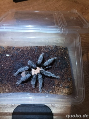 Brachypelma albiceps