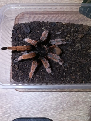 Brachypelma klaasi