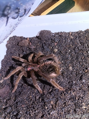 Xenesthis intermedia