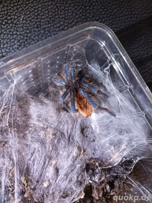 Cyanblaue Venezuela-Vogelspinne