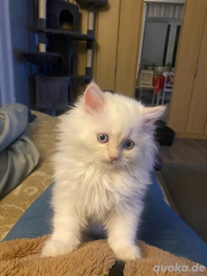 Perser Kitten mit Nase