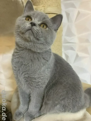 SOFORTABHOLBEREIT !!!! Drei BKH Katerchen, alle Männlich  in farbe  grau, 5 Monate alt 