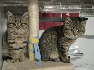 Kätzchen sucht ein neues Zuhause 