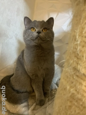 Sofort abholbereit!" Reinrassige BKH Kater 13 Monate alt, in grau