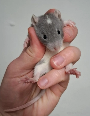 Junge Farbratten (Zwerg, Standard und Dumbo) abzugeben! Warteliste möglich!