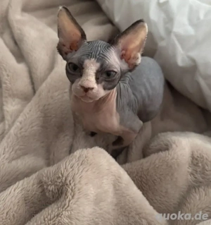 Wunderschöne reinrassige Sphynx-Kätzchen mit Stammbaum